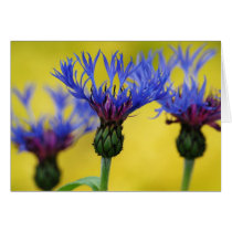 Bachelor's Buttons, Cornflower Card