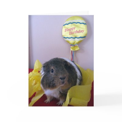 Baci's Birthday Wishes Cards by ctguineapigs