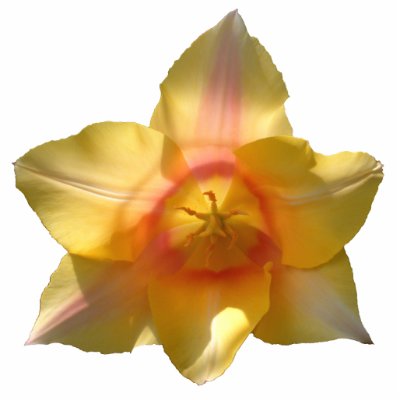 Back Lit Tulip ~ acrylic Photo Cut Out by Andy2302