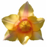 Back Lit Tulip ~ acrylic photo sculptures