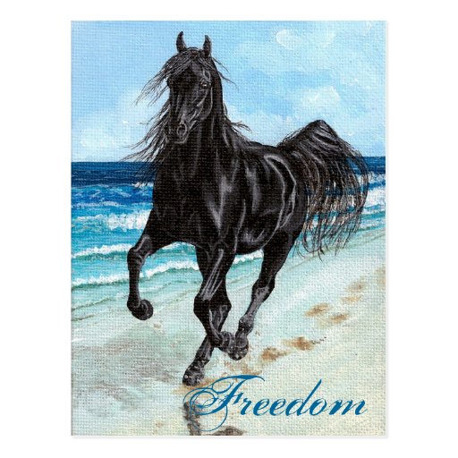 Back Stallion Arabian horse Freedom postcard