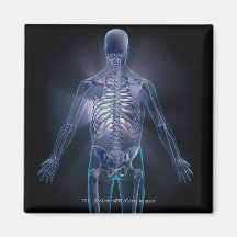 Back view of a human skeleton magnet