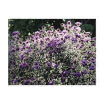 Backlit Asters Post Cards