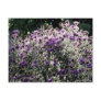 Backlit Asters Post Cards