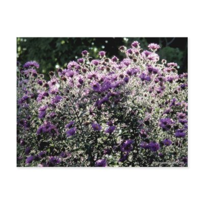 Backlit Asters Post Cards by margaret_muffi
