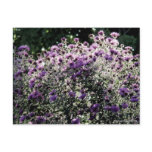 Backlit Asters postcards