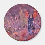 Backlit Cottontail Pink flowers Magnet