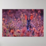 Backlit Cottontail Pink flowers Poster