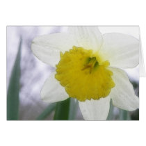Backlit Daffodil Blossom