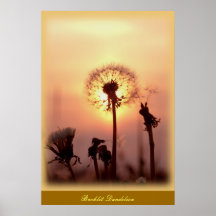 Backlit Dandelion - Chisasibi Quebec Canada Print