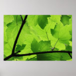 Backlit Leaves Print