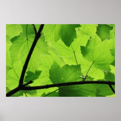 Backlit Leaves Print by JL_Hawkins