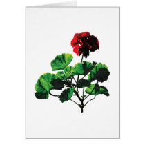 Backlit Red Geranium