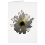 Backlit White Daisy Cards