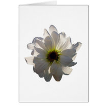 Backlit White Daisy Cards