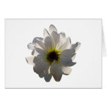 Backlit White Daisy Greeting Card