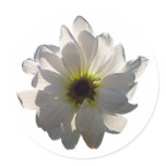 Backlit White Daisy Round Sticker