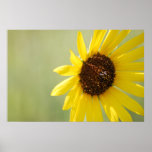 Backlit Wild Sunflower Canvas posters