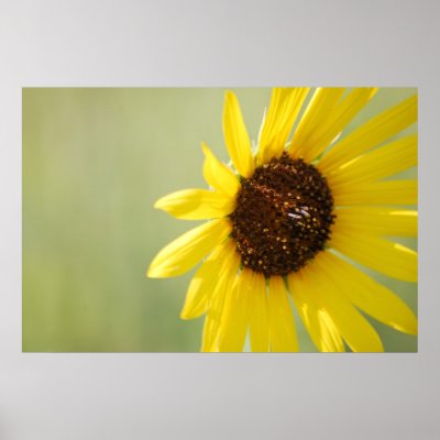 Backlit Wild Sunflower Canvas Posters by WheatgrassDesigns