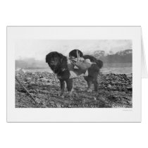 Backpacking Dog Seward, Alaska 1911 Card