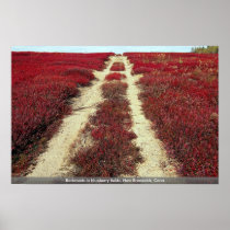 Backroads in blueberry fields, New Brunswick, Cana Print