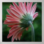 Backside of pink gerber daisy posters