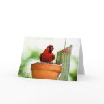 Backyard Birds Notecards
