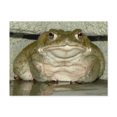 Backyard Bufo alvarius - Colorado River Toad Post Card by Congress_Arizona