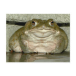 Backyard Bufo alvarius - Colorado River Toad postcards