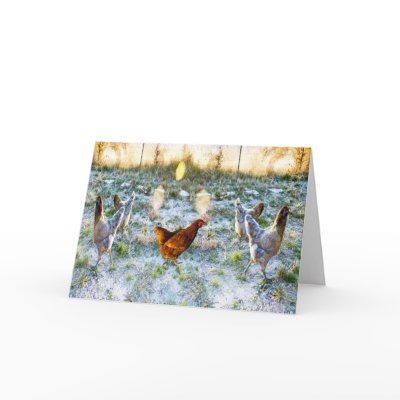 backyard chicken art photography greeting card by eyecontact