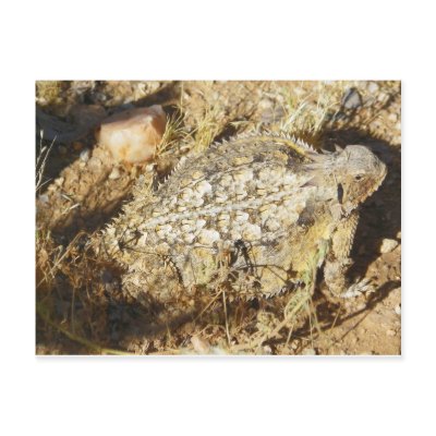 Backyard Pal Postcard by Congress_Arizona