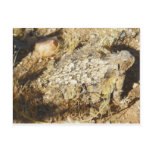Backyard Pal postcards