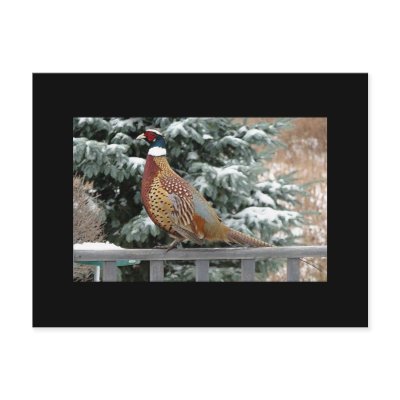 Backyard Pheasant by psm108