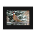 Backyard Pheasant postcards