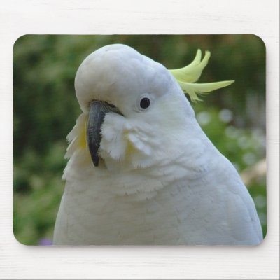 Backyard visitor mouse pads by Jade379