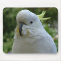 Backyard visitor mousepads