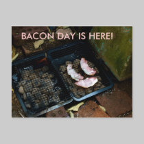 BACON DAY IS HERE! invotations postcards