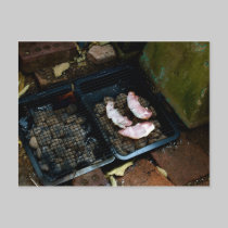 Bacon Day post card postcards