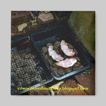 bacon magnet magnets
