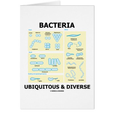 Bacteria Ubiquitous & Diverse (Shapes & Sizes) by wordsunwords