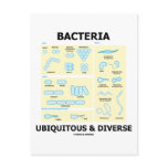 Bacteria Ubiquitous & Diverse (Shapes & Sizes)