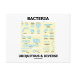 Bacteria Ubiquitous & Diverse (Shapes & Sizes)