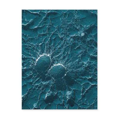 Bacterial cells of Staphylococcus Aureus Close Up by TheArts