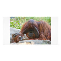 Bad Ape