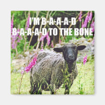 Bad Black Sheep Magnets