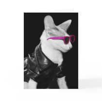 Bad Boy Cat in Shades
