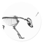 Bad Dog X-Ray Skeleton in Black & White stickers