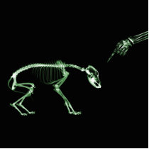 Bad Dog X-ray Skeleton in Green