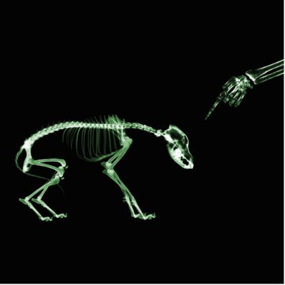 Bad Dog X-ray Skeleton in Green by VoXeeD