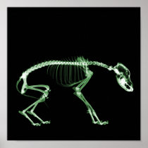 Bad Dog X-ray Skeleton in Green